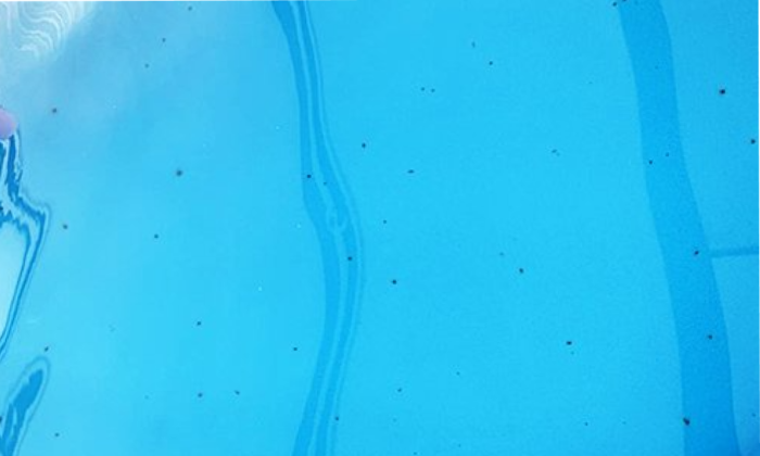 Pool blisters or osmosis gel